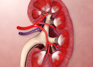 Glomerular Disease Management: Addressing Complex Kidney
                Disorders